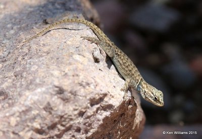 Yarrow's Spiny Lizard juvenile, Sceloporus jarrovii, Cave Creek, AZ, 8-17-15, Jpa_6368.jpg
