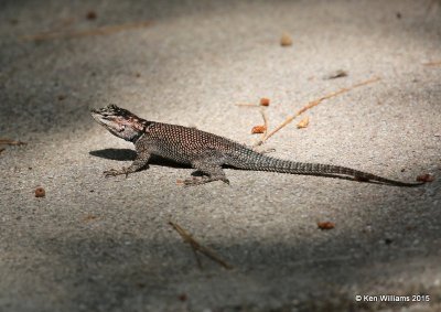 Yarrow's Spiny Lizard, Sceloporus jarrovii, Cave Creek, AZ, 8-17-15, Jpa_6241.jpg