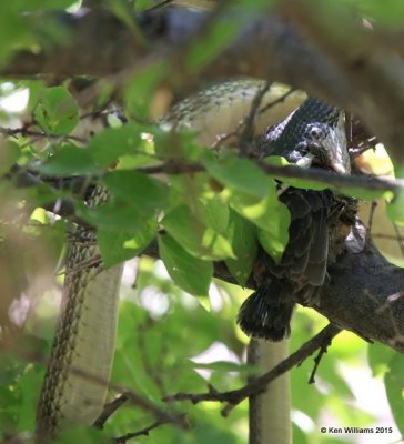Sonoran Whipsnake, Masticophis bilineatus, eating baby Hooded Oriole, Madera Canyon, AZ, 8-23-15, Jpa_1582.jpg