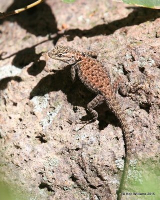 Yarrow's Spiny Lizard juvenile, Sceloporus jarrovii, Cave Creek, AZ, 8-17-15, Jpa_6270.jpg
