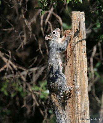 Arizona Gray Squirrel, Madera Canyon, AZ, 8-23-15, Jpa_1226.jpg