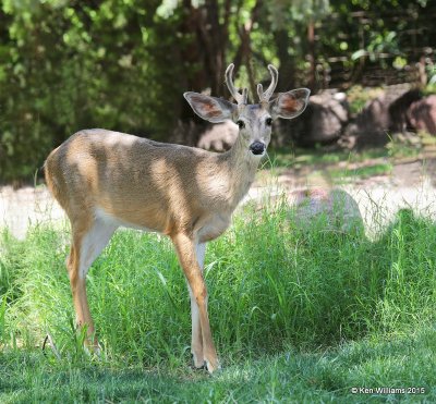 White-tailed Deer buck - Coues, Portal, AZ, 8-16-15, Jpa._6479.jpg