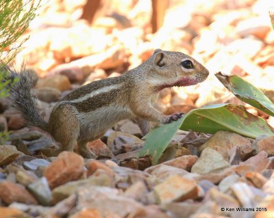 Harris's Antelope Ground Squirrel, Ammos harrisi, Portal, AZ, 8-16-15, Jpa_5665.jpg
