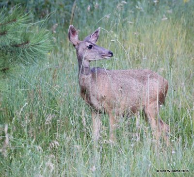 Mule Deer doe, Ruidoso, NM, 8-14-15, Jpa_3904.jpg
