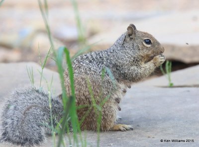 Rock Squirrel, Ash Canyon B&B, Herford, AZ, 8-21-15, Jpa_9420.jpg