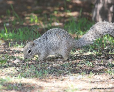 Rock Squirrel, Portal, AZ, 8-16-15, Jpa_5423.jpg
