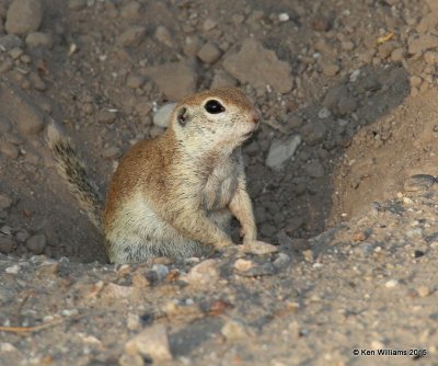 Round-Tailed Ground Squirrel - Spermophilus tereticaudus, Sweetwater Wetland, Tucson, AZ, 8-24-15, Jpa_2449.jpg