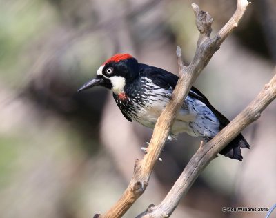 Acorn Woodpecker male, Ash Canyon B&B, Herford, AZ, 8-21-15, Jp_9357.JPG
