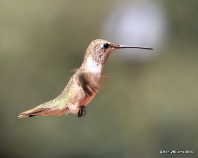 Anna's Hummingbird immature male, Ash Canyon B&B, Herford, AZ, 8-21-15, Jpa_9832.JPG
