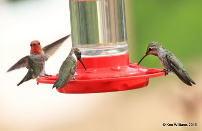 Anna's left, Black-chinned & Broad-billed right Hummingbird males, Portal, AZ, 8-16-15, Jpa_5782.JPG