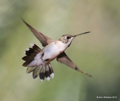 Black-chinned Hummingbird female, Ash Canyon B&B, Herford, AZ, 8-21-15, Jpa_9257.JPG