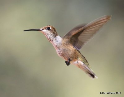 Black-chinned Hummingbird immature male, Ash Canyon B&B, Herford, AZ, 8-21-15, Jpa_9732.JPG