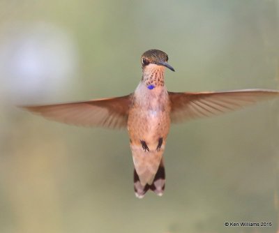 Black-chinned Hummingbird immature male, Ash Canyon B&B, Herford, AZ, 8-21-15, Jpaa_9785.JPG