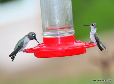 Black-chinned female and Anna's male Hummingbirds, Portal, AZ, 8-15-15, Jp_4769.JPG