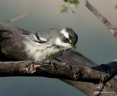 Black-throated Gray Warbler immature male, Portal, AZ, 8-16-15, Jp_5036.JPG
