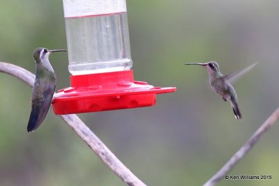 Blue-throated & Broad-billed Hummingbird females, Portal, AZ, 8-15-15, Jp_4654.JPG