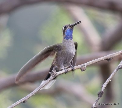 Blue-throated Hummingbird male, Portal, AZ, 8-15-15, Jp_4731.JPG
