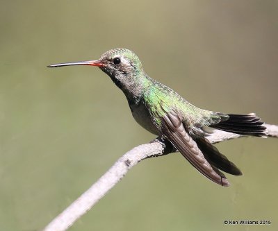 Broad-billed Hummingbird immature male, Madera Canyon, AZ, 8-23-15, Jp_0881.JPG
