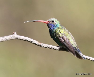 Broad-billed Hummingbird male, Madera Canyon, AZ, 8-23-15, Jp_0896.JPG