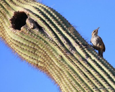 Cactus Wren, Saguaro National Park,  AZ, 8-24-15, Jpp_1907.JPG