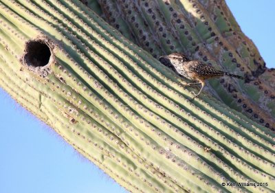 Cactus Wren, Saguaro National Park,  AZ, 8-24-15, Jpp_1954.JPG