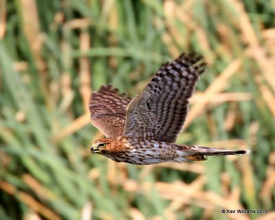Cooper's Hawk, Sweetwater Wetland, Tucson, AZ, 8-24-15, Jp_2335.JPG