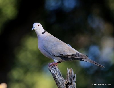 Eurasian Collared Dove, Battiste's B&B, Hereford,  AZ 8-20-15, Jp_8302.JPG