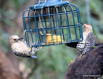 Gila Woodpecker pair, Ash Canyon B&B, Herford, AZ, 8-21-15, Jp_9499.JPG