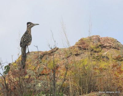 Greater Roadruner, Ruby Road, AZ, 8-22-15, Jp_0172.JPG