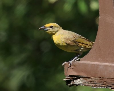 Hepatic Tanager female, Madera Canyon, AZ, 8-23-15, Jp_1313.JPG