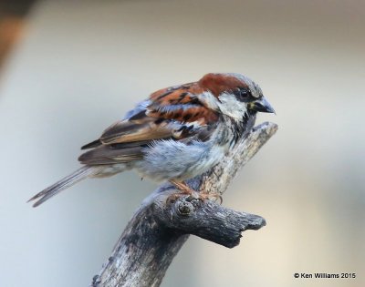 House Sparrow - male, Battiste B&B, Herford, AZ, 8-21-15, Jp_8976.JPG