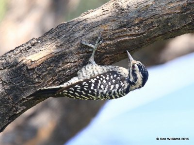 Ladder-backed Woodpecker female, Ash Canyon B&B, Herford, AZ, 8-21-15, Jp_9315.JPG