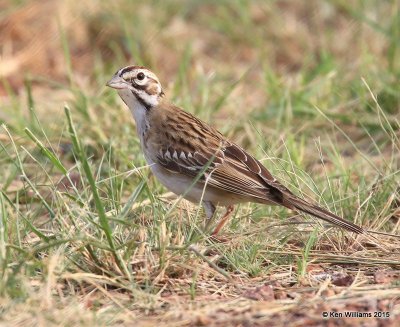 Lark Sparrow, Portal, AZ, 8-17-15, Jp_6006.JPG