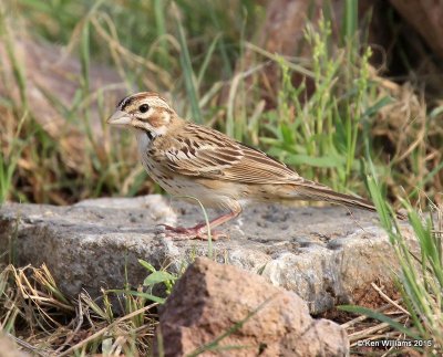 Lark Sparrow, Portal, AZ, 8-17-15, Jp_6033.JPG