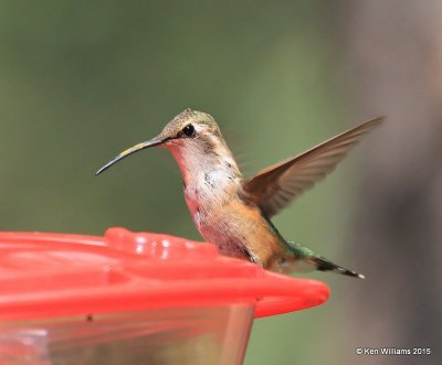 Lucifer Hummingbird female, Ash Canyon B&B, Herford, AZ, 8-21-15, Jp_9690.JPG