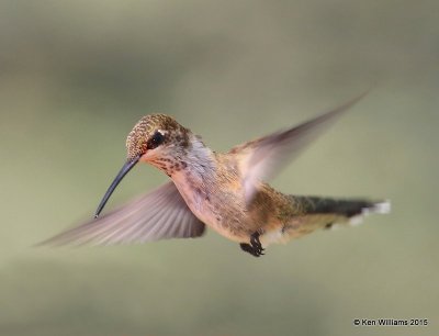 Lucifer Hummingbird female, Ash Canyon B&B, Herford, AZ, 8-21-15, Jp_9791.JPG