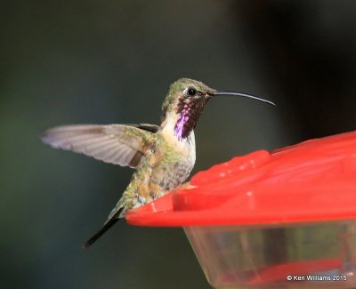 Lucifer Hummingbird male, Ash Canyon B&B, Herford, AZ, 8-21-15, Jp_9174.JPG