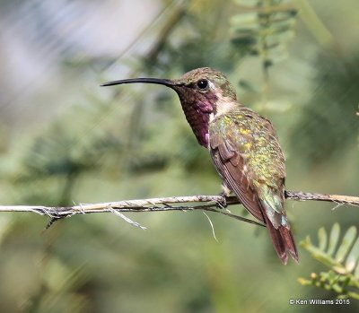 Lucifer Hummingbird male, Ash Canyon B&B, Herford, AZ, 8-21-15, Jp_9291.JPG