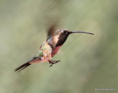 Lucifer Hummingbird male, Ash Canyon B&B, Herford, AZ, 8-21-15, Jp_9842.JPG