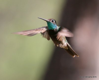 Rivoli's Hummingbird male, Paradise, AZ, 8-18-15, Jp_7268.JPG