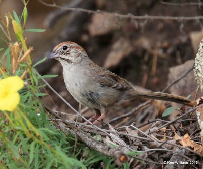 Rufous-crowned Sparrow, Carr Canyon, Herford, AZ, 8-21-15, Jp_0117.JPG