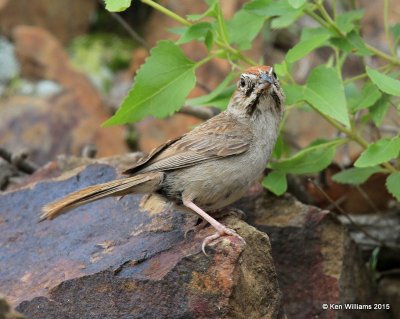 Rufous-crowned Sparrow, Carr Canyon, Herford, AZ, 8-21-15, Jp_0125.JPG