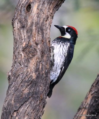 Acorn Woodpecker male, Ash Canyon B&B, Herford, AZ, 8-21-15, Jp_9426.JPG