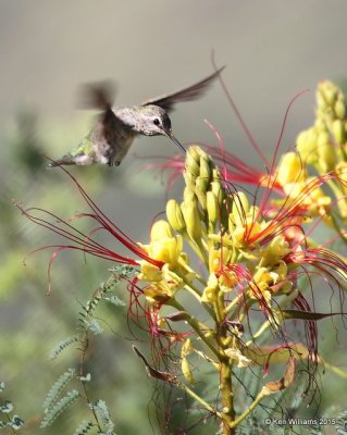 Anna's Hummingbird female on Bird of Paradise, Portal, AZ, 8-16-15, Jpa_5198.JPG