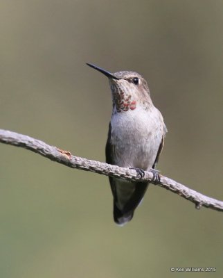 Anna's Hummingbird female, Madera Canyon, AZ, 8-23-15, Jp_0981.JPG