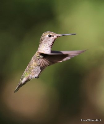 Anna's Hummingbird female, Madera Canyon, AZ, 8-23-15, Jp_1173.JPG