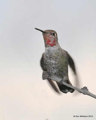 Anna's Hummingbird immature male, Portal, AZ, 8-15-15, Jp_4749.JPG