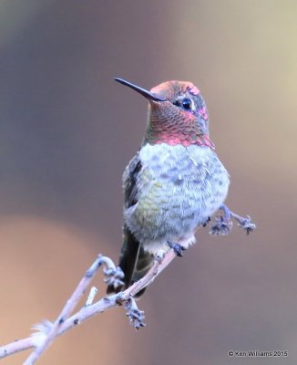 Anna's Hummingbird male, Battiste's B&B, Hereford, AZ, 8-20-15, Jp_8294.JPG