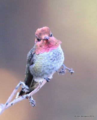 Anna's Hummingbird male, Battiste's B&B, Hereford, AZ, 8-20-15, Jp_8295.JPG
