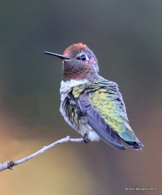 Anna's Hummingbird male, Battiste's B&B, Hereford, AZ, 8-21-15, Jp_8899.JPG